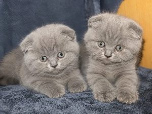 Flauschis   