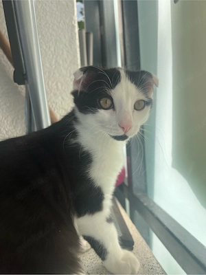    **Süße Babykater suchen ein liebevolles Zuhause**     