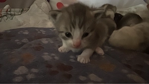 reinrassige Bkhkitten