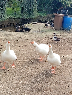 Gans gesucht