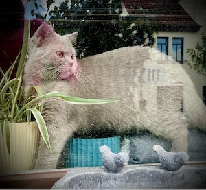 BKH KATER (6 Monate) super lieb & charakterstark!