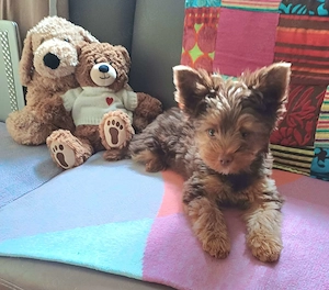 Schokolade Yorkshire Terrier Rüde 4MONATE Zu verkaufen 