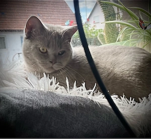 Wundersöner BKH Kater (6 Monate)   PERFEKT sozialisiert!  