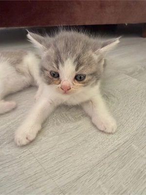 Unsere Baby Katzen suchen ein neues Zuhause