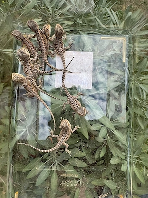 Süße Bartagamen babys 