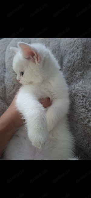 Odd-Eyed reinrassige BKH Kitte sucht ab sofort neues Zuhause