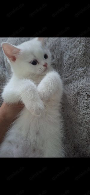 Odd-Eyed reinrassige BKH Kitte dringend abzugeben