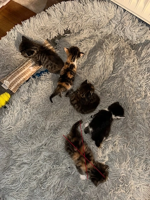 5 zuckersüße Katzenbabys , Abgabe ab Mitte November  
