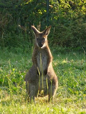 Känguru, Bennett Wallaby