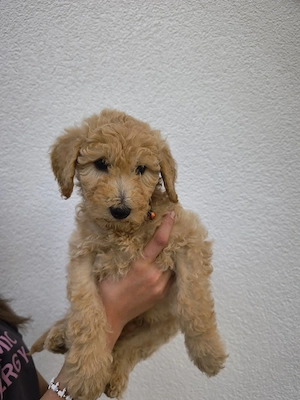 Abgabebereite Pudel Königspudel Großpudel Riesenpudel Standardpudel creme weiss braun apricot Hund