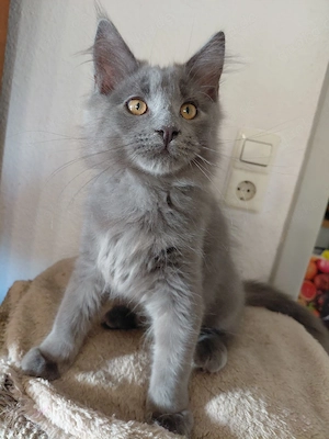 Main coon Kater 