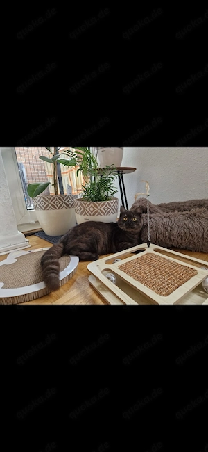 Wunderschöne BKH Kitten Bild 2