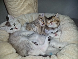 Wunderschöne BKH Kitten