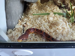 Kornnattern Abbott Okeetee mit Terrarium