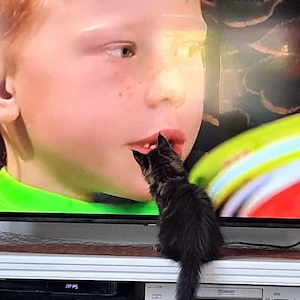 XXL Maine Coon Kätzchen zweimal geimpft 