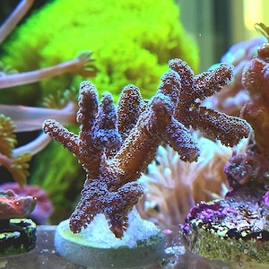 Seriatopora sp. WYSIWYG