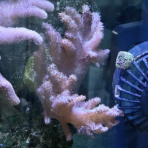 große Sinularia sp. Fingerlederkoralle 