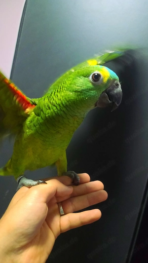 blaustirnamazone handzahm Vogel papagei 