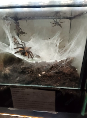 Monocenteopus Balfouri Familie 
