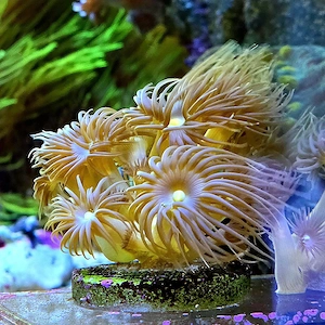 Terazoanthus, gelbe Krustenanemone 
