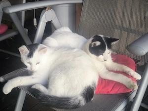 zwei süsse kleine Kater