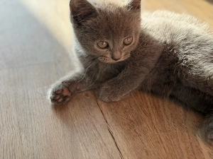BKH Kitten