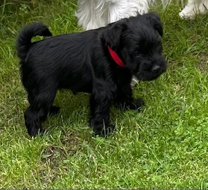 Schwarze Zwergschnauzer Welpen 