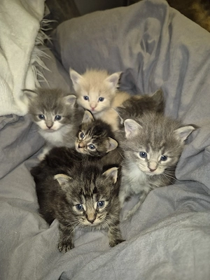 Xxl Maine Coon Mix Kitten