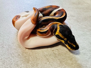 Königspython Piebald 0.1 "Nz 26"