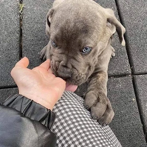  Cane-Corso-Welpen suchen ein liebevolles Zuhause 
