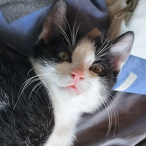 2 Süße Katzen Abzugeben 