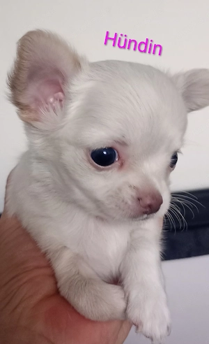 Chihuahua Welpen 