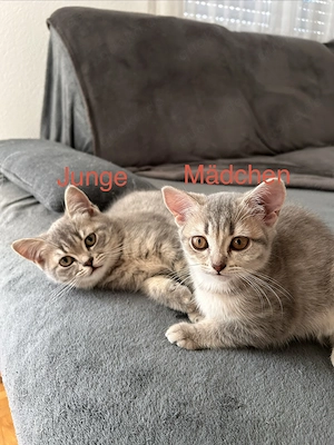  Mischlingskatze Kätzchen BKH