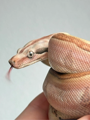 0.1 Hypo Labyrinth, Boa constrictor imperator