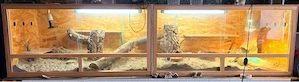 Großes Terrarium mit Bartagame