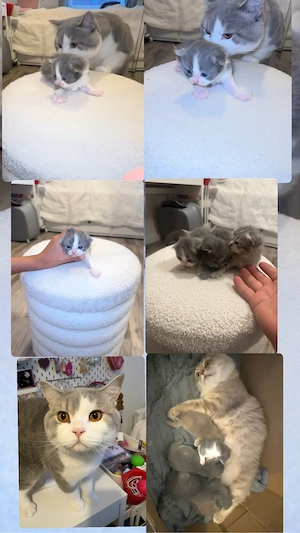 BKA katze 