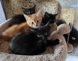 Perser Mix Kitten