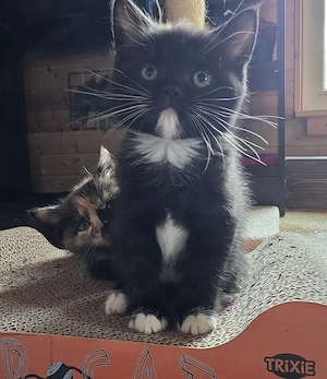 Perser Mix Kitten