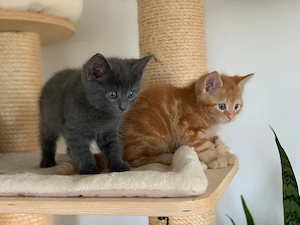 Russisch Blau vs. Maine Coon Kitten Kätzchen Babykatze