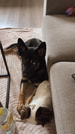 Hund abzugeben 