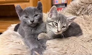 kitten mischling