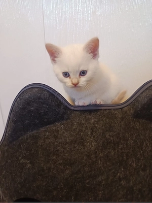 BKH-katzen