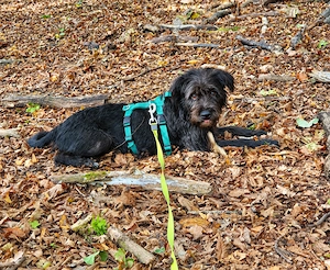 Holly, PS 47809 Krefeld, ist ein typischer Welpe.