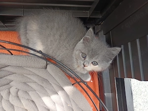BKH-katzen