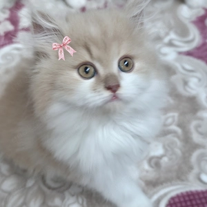 Bkh-Blh Kitten bicolor tortie golden tabby 