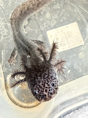Axolotl Ambystoma mexicanum Bild 4