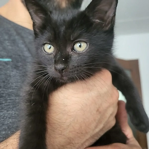 Schwarzes Katzenbaby, 2 Monate alt, sucht liebevolles Zuhause