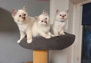 Reinrassige Heilige Birma Kitten (Chokolate Tabby Point)