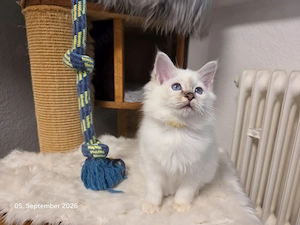 Birma Kitten (Chokolate Tabby Point)