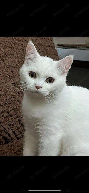 bkh kitten 4 monate junge